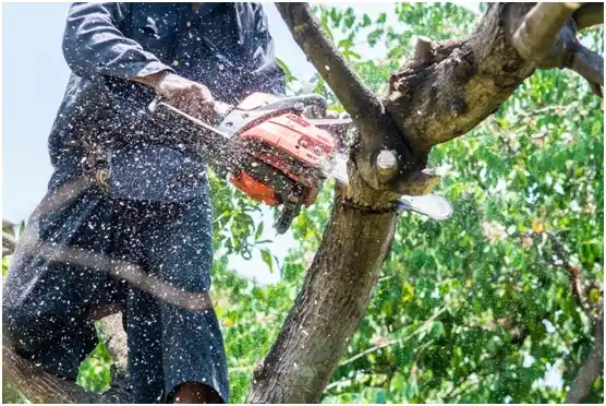 tree services Pulaski